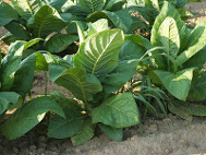 Kentucky tobacco